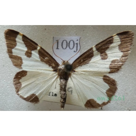 Lomaspilis marginata (Linnaeus, 1758) Plamiec nabuczak Czech100j